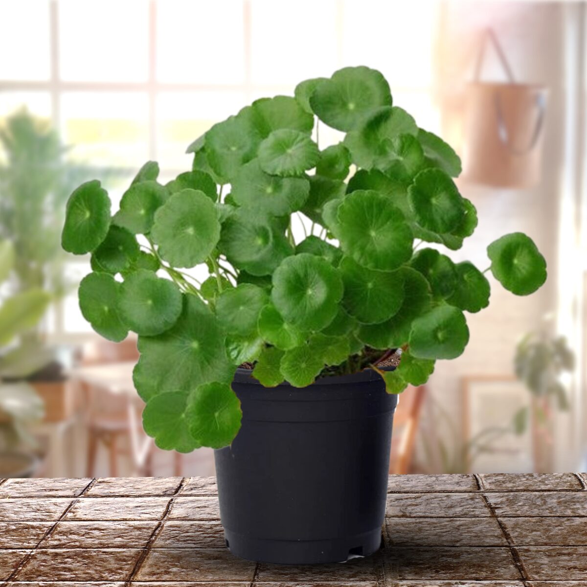 Brazilian pennywort balcony bright shade