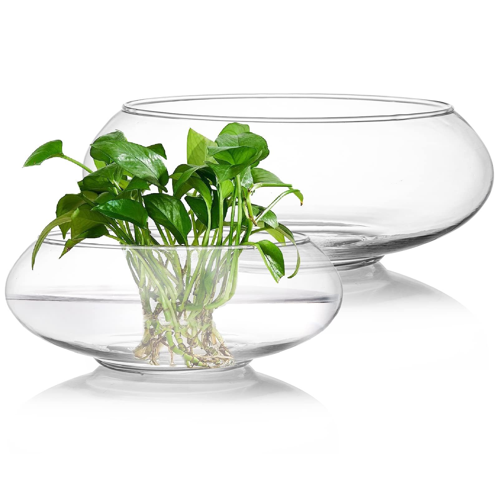 Brazilian pennywort shallow glass bowl