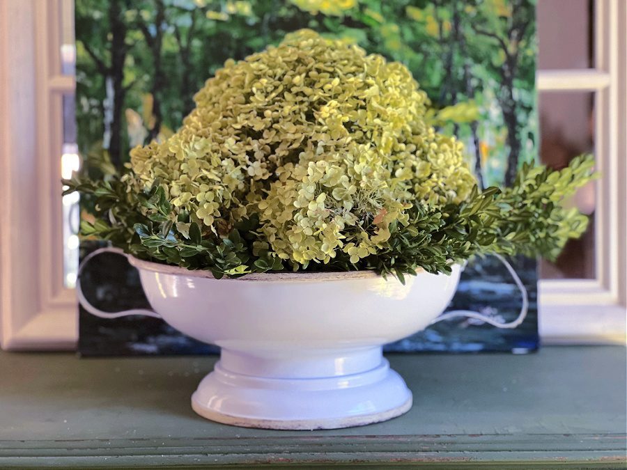 Design a ‘Coin Carpet’ Centerpiece: Styling Pennywort in Wide, Shallow Bowls