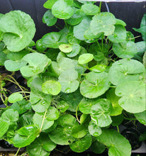 brazilian pennywort roots in glass pebbles