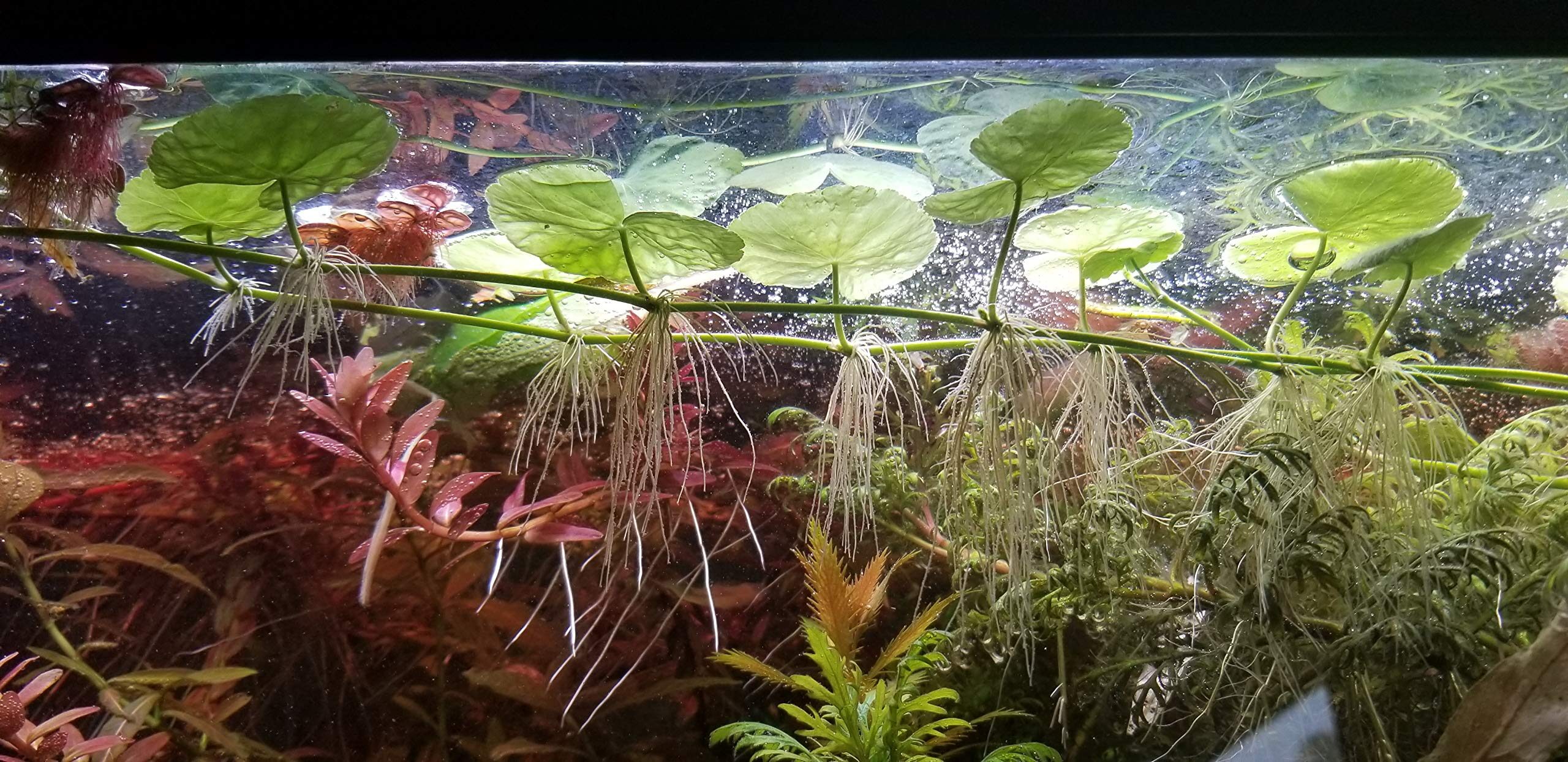 brazilian pennywort node pinning close up