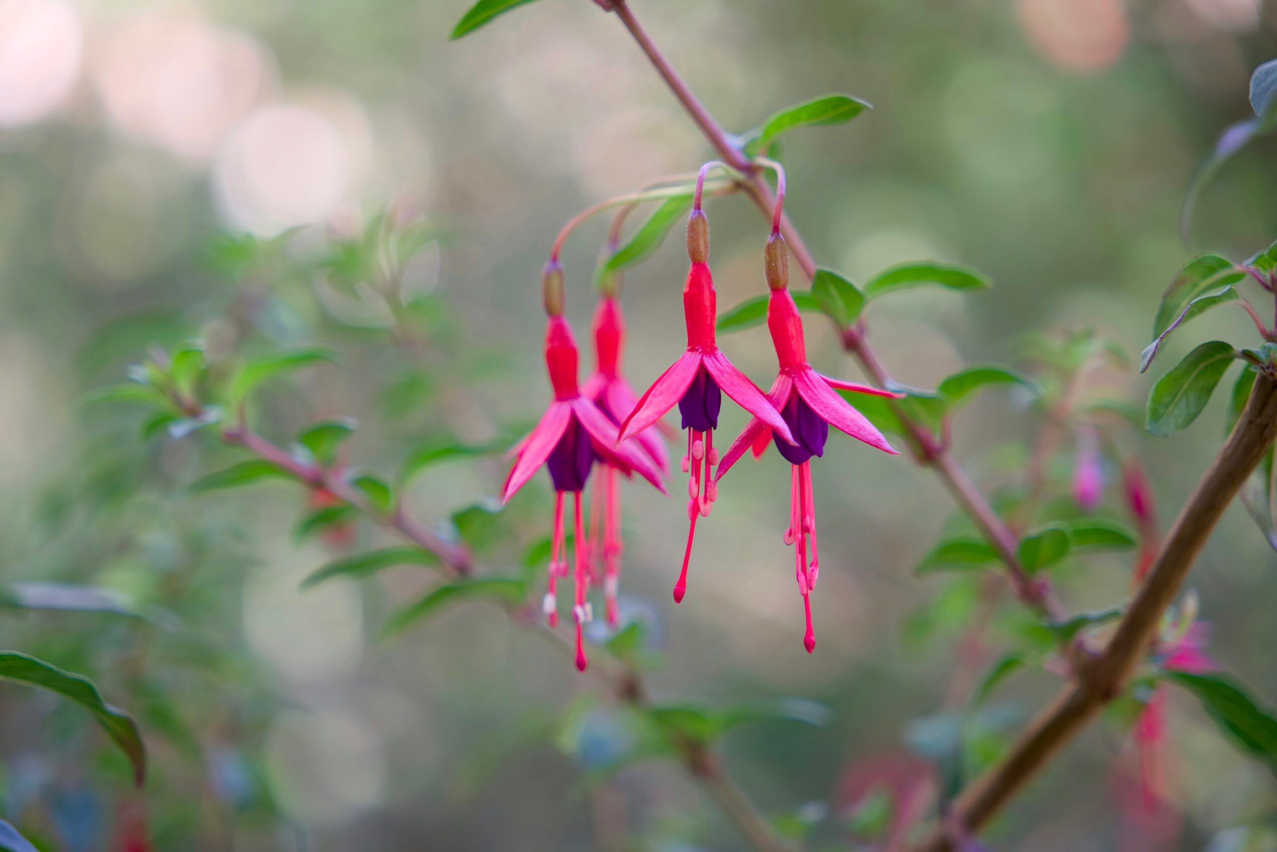 fuchsia pinching hands close-up