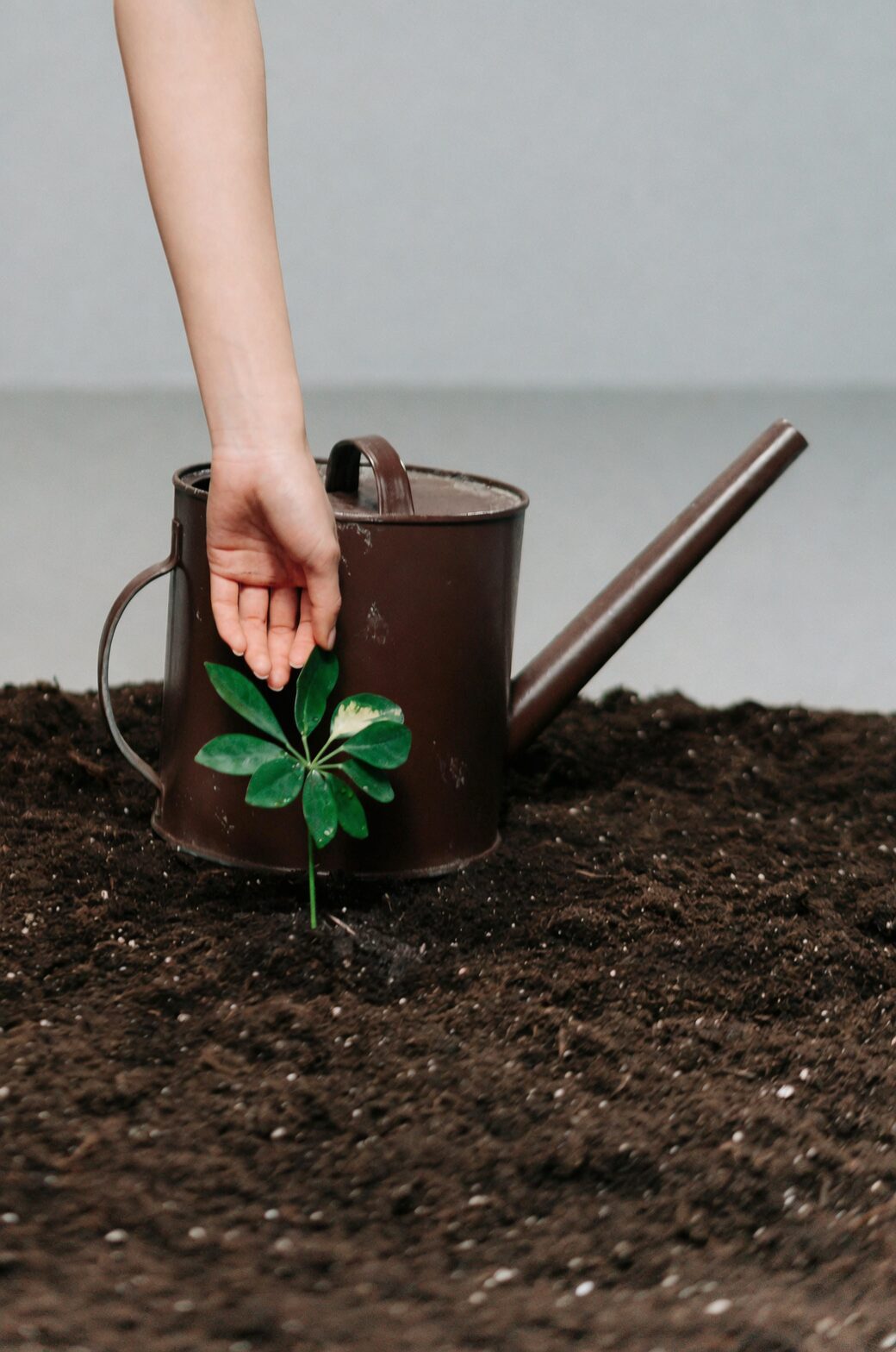 fuchsia watering can soil surface