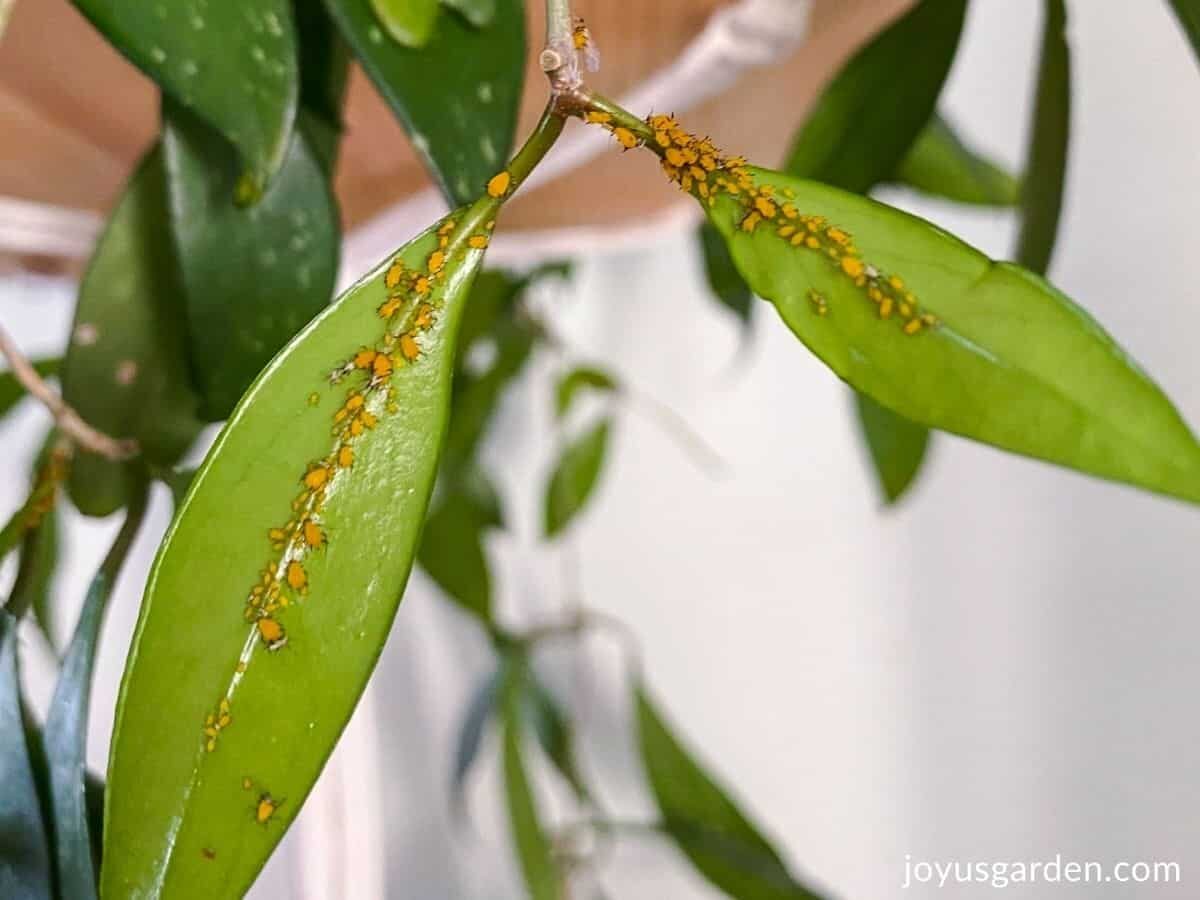 fuchsia aphids on leaves close-up