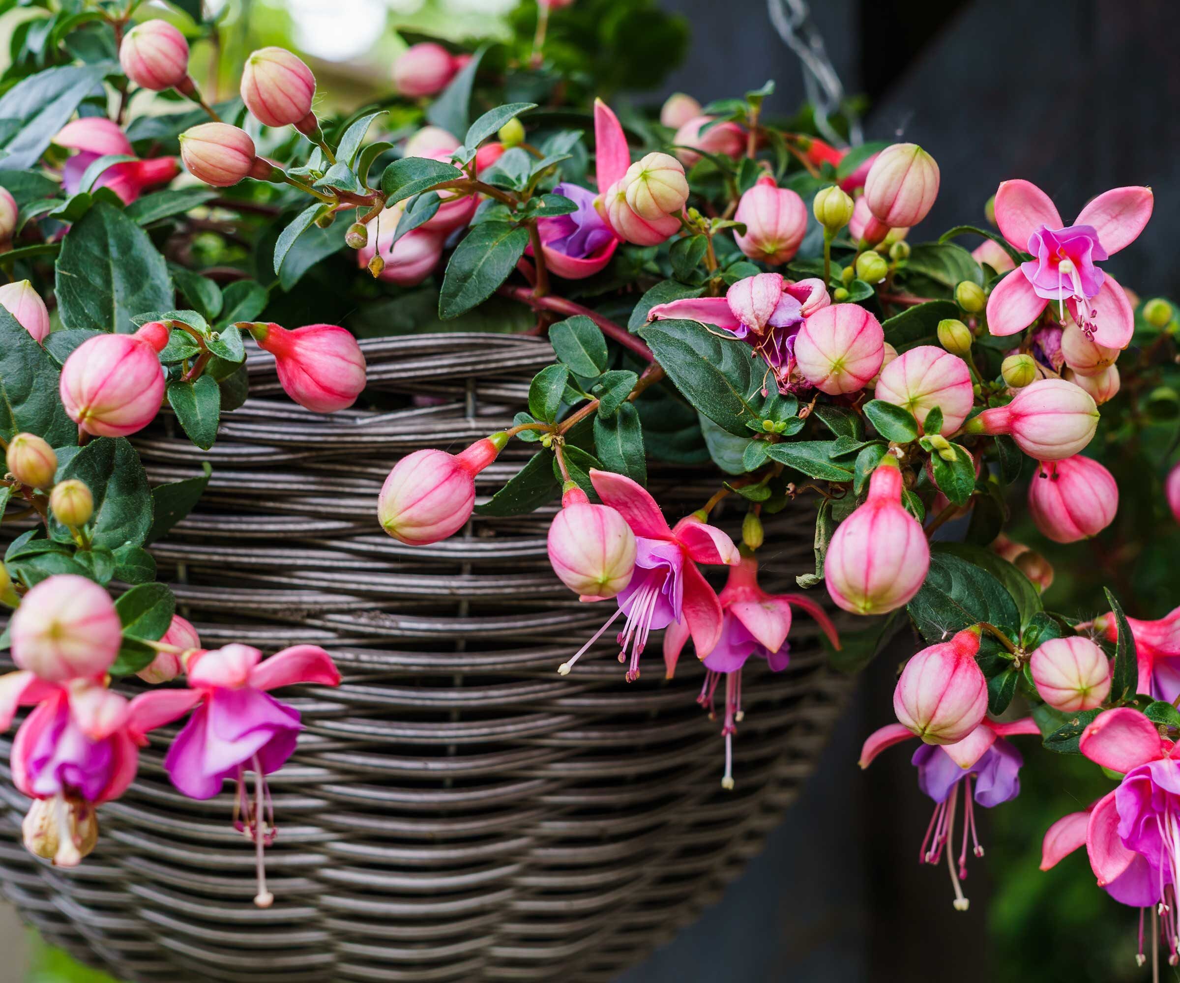 Bud Drop, Rust Spots, and Sticky Pests? Your One-Hour Fuchsia Triage