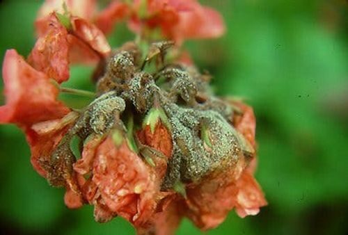 fuchsia botrytis gray mold flower