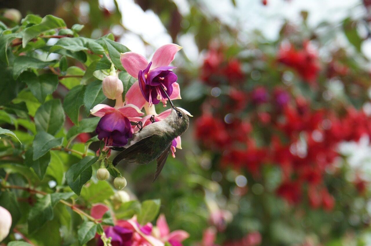 From Mexican Plateaus to Balcony Cascades: The Hybrid Fuchsia’s Globe-Trotting Story
