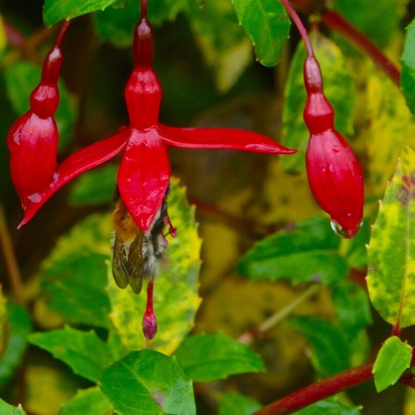 wild fuchsia Mexican highlands