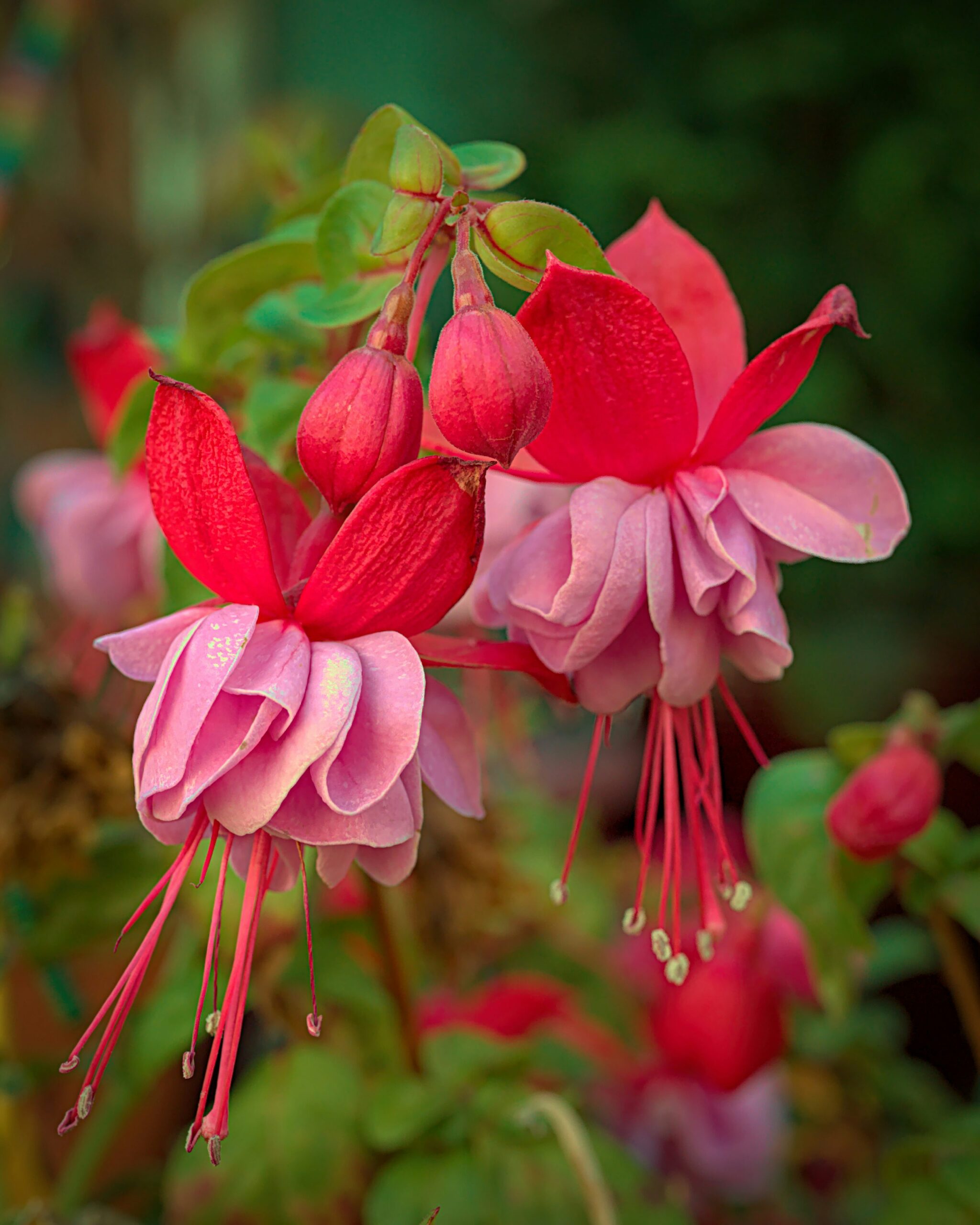 fuchsia double flowers close-up