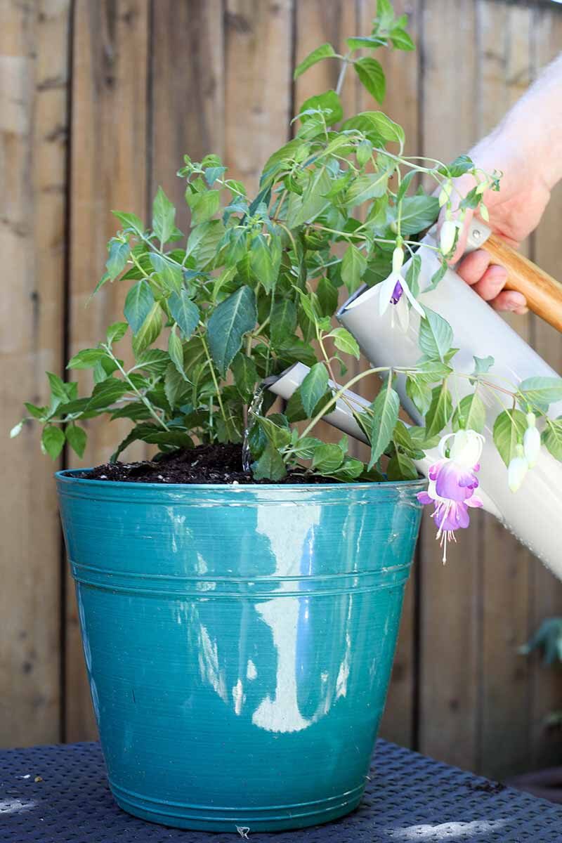 hand watering fuchsia pot