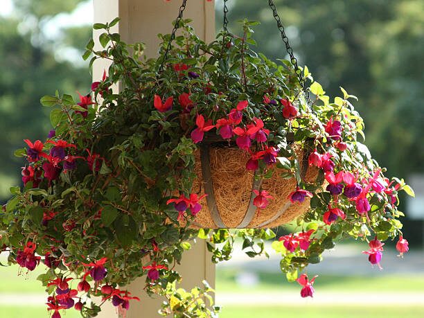 Lady’s Eardrops Secrets: 9 Quirks Only Fuchsia Fans Know