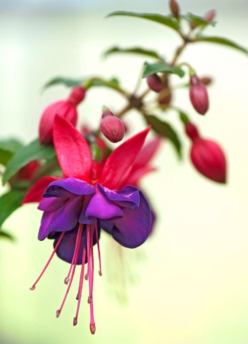 fuchsia flowers view from below