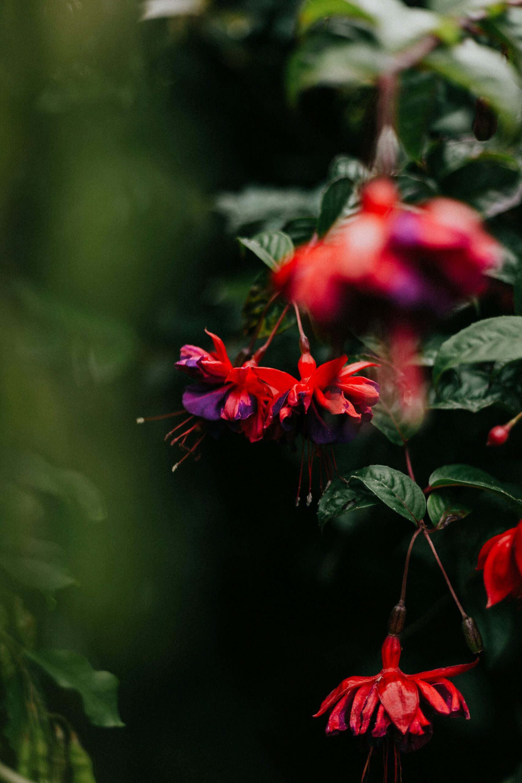 fuchsia pinching shoot close-up