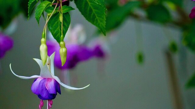 fuchsia cuttings rooting in water