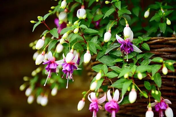 Why “Hanging Golden Bells” Ring Good Luck: The Flower Language of Fuchsia Explained