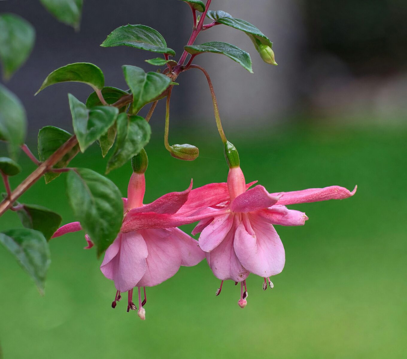 fuchsia flower close-up pendulous