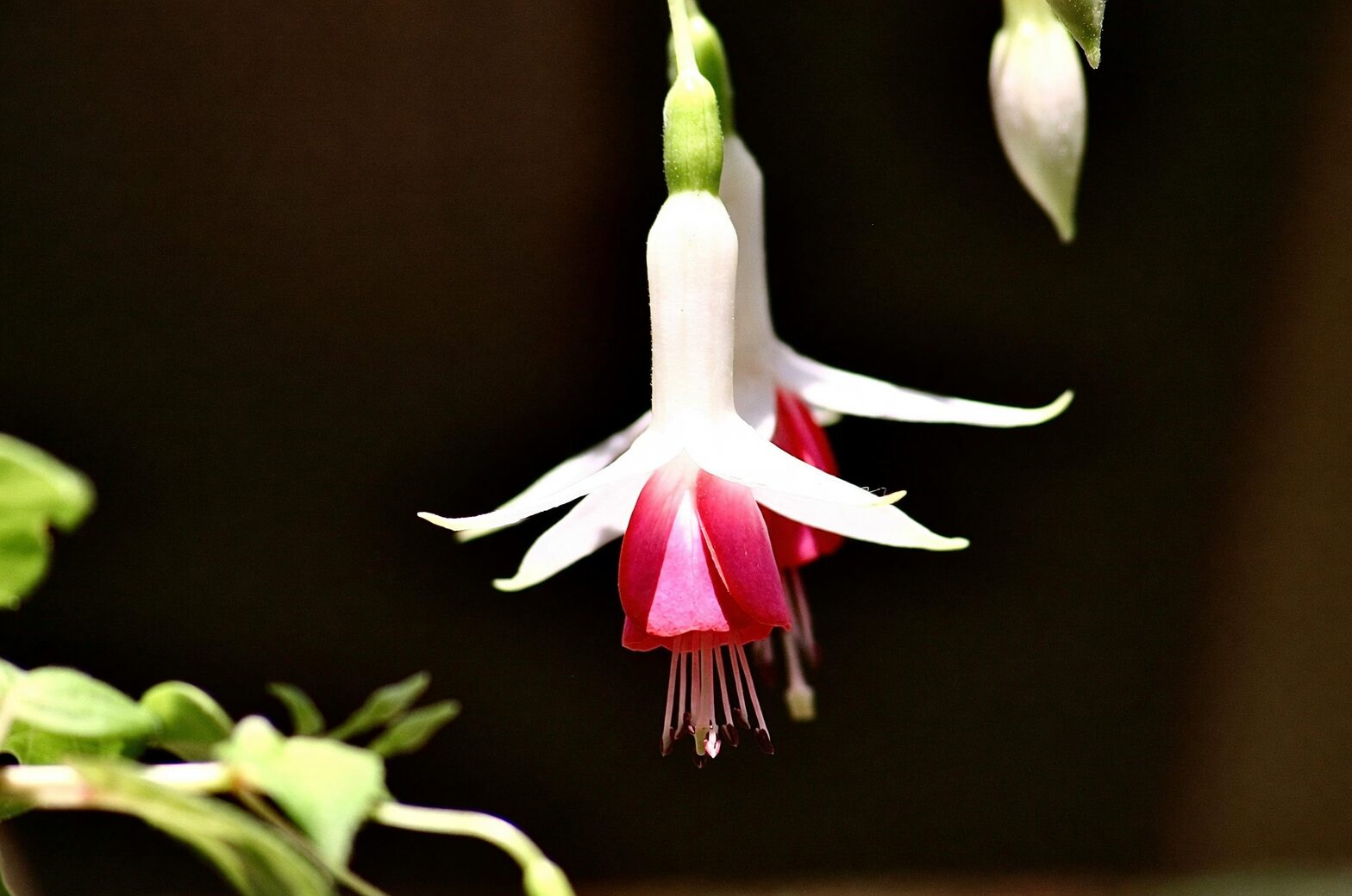 fuchsia balcony shade cloth