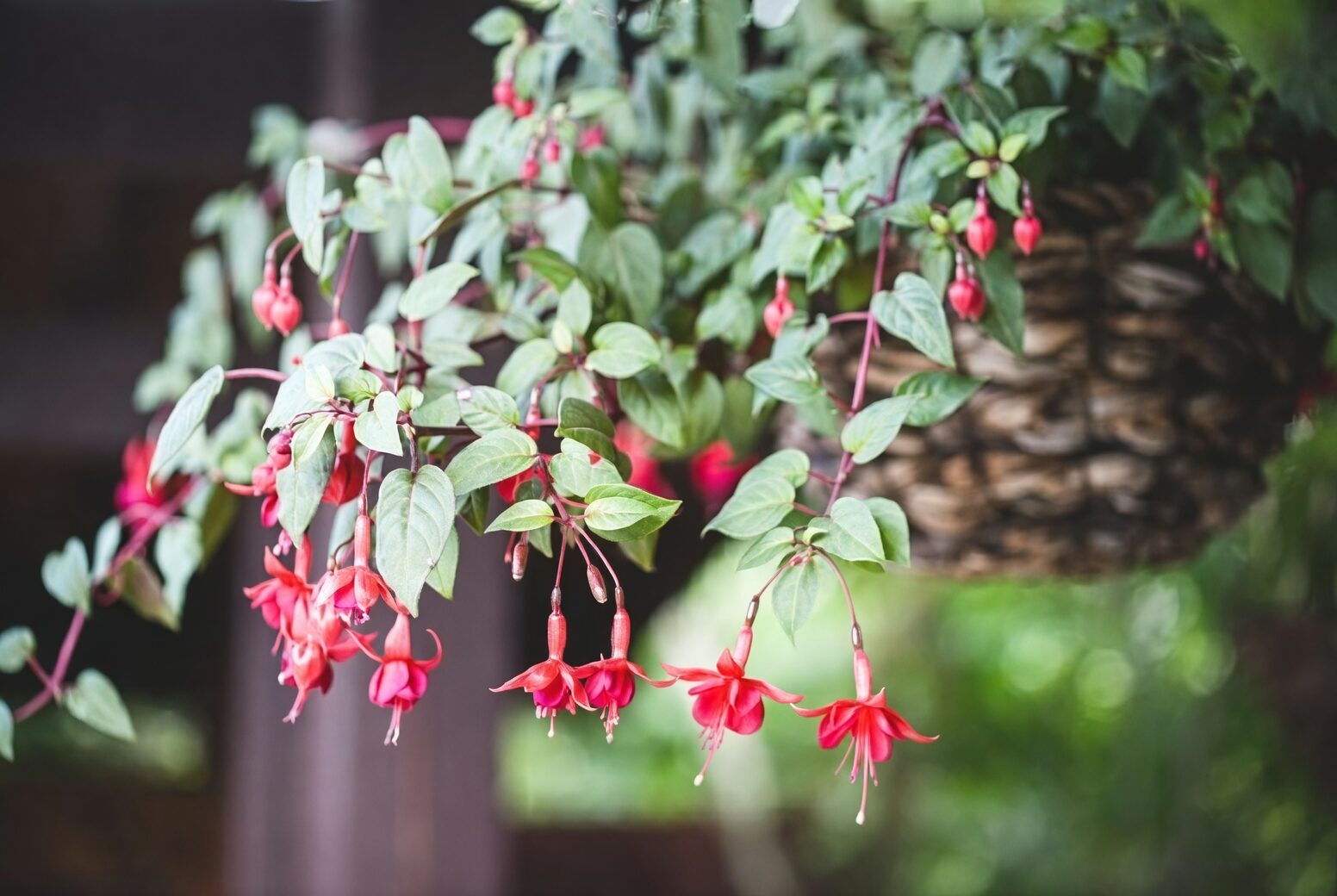 pruning fuchsia basket summer cutback