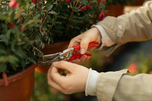 fuchsia tip pinching hands close-up