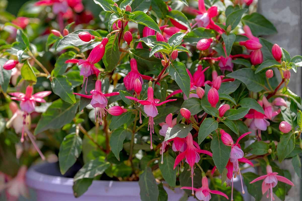 fuchsia trailing stems pot rim