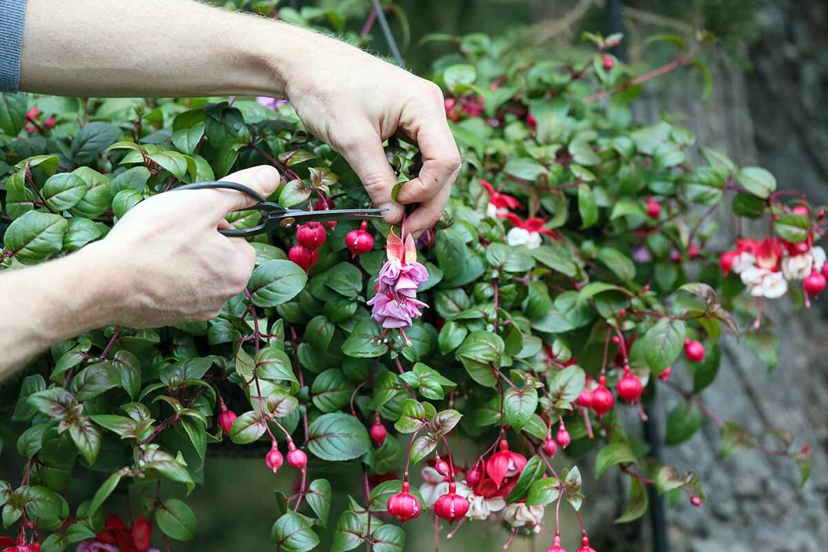 fuchsia deadheading spent flower close-up