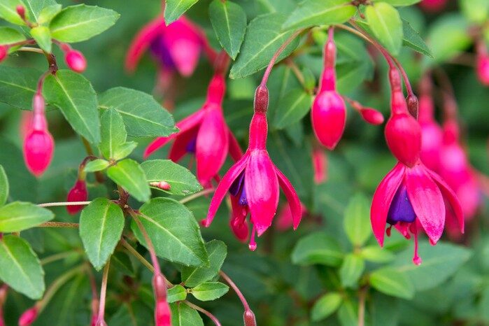 fuchsia rejuvenation pruning woody stems