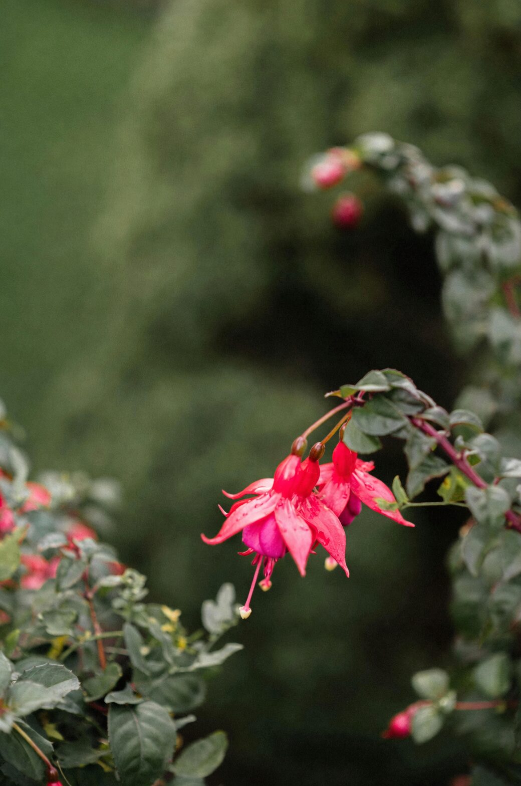 30-Day Cuttings Challenge: Root, Pot, and Bloom Your Own Fuchsia