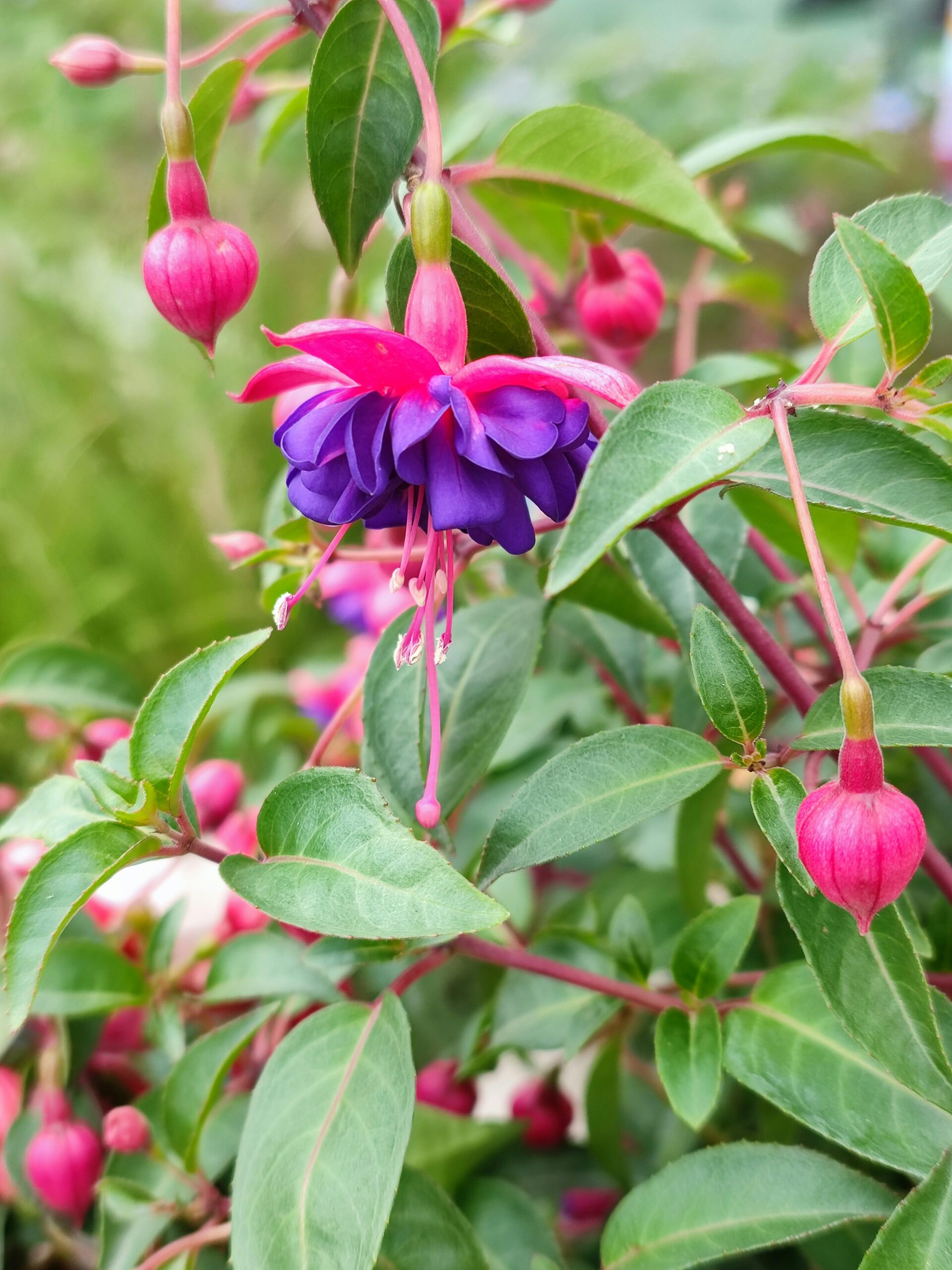 fuchsia tip cuttings close-up