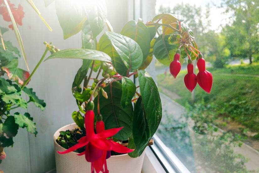 potting fuchsia young plant small pot