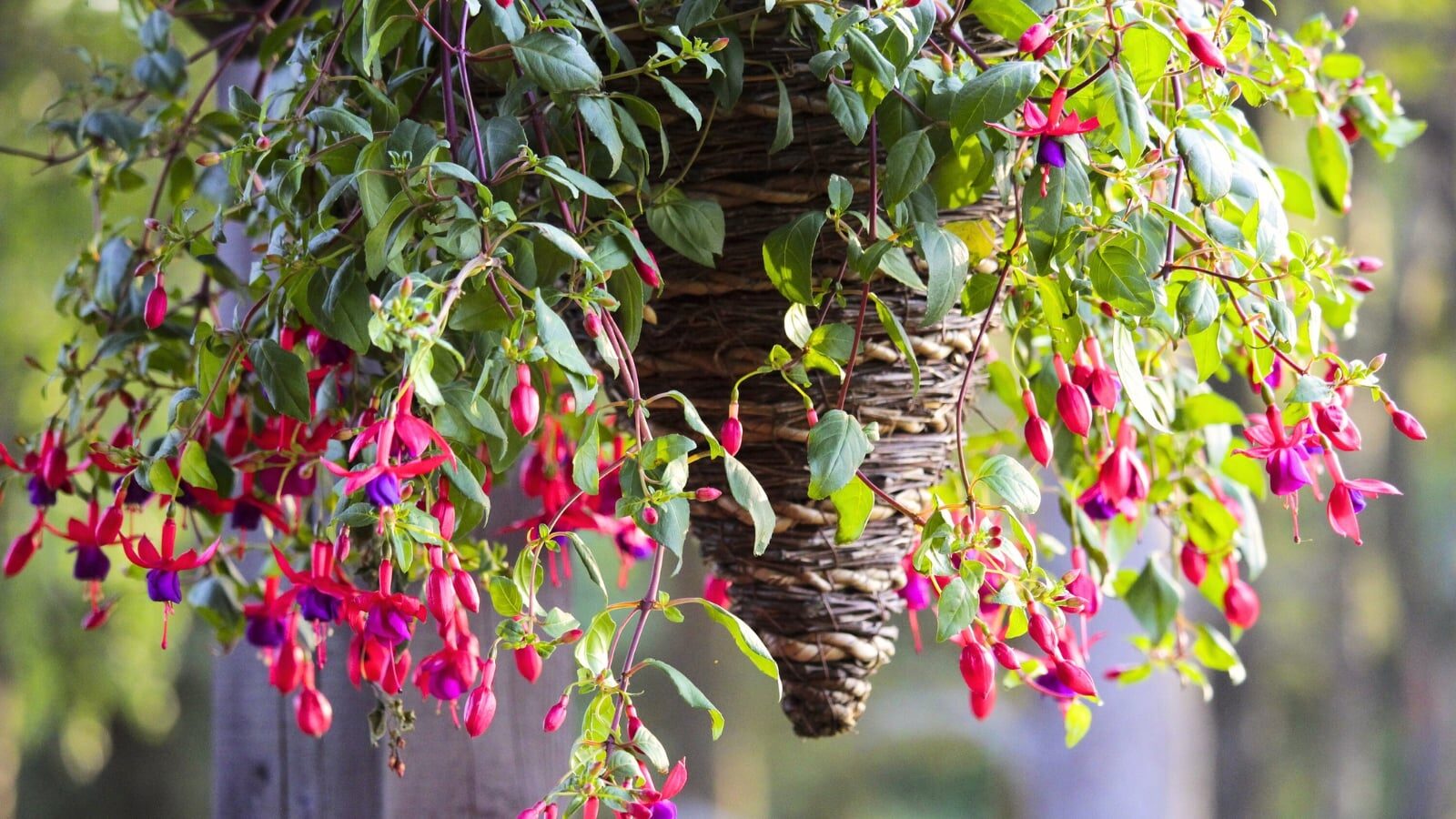 Skyfall Baskets: Design Tricks for a Waterfall of Fuchsia Blooms