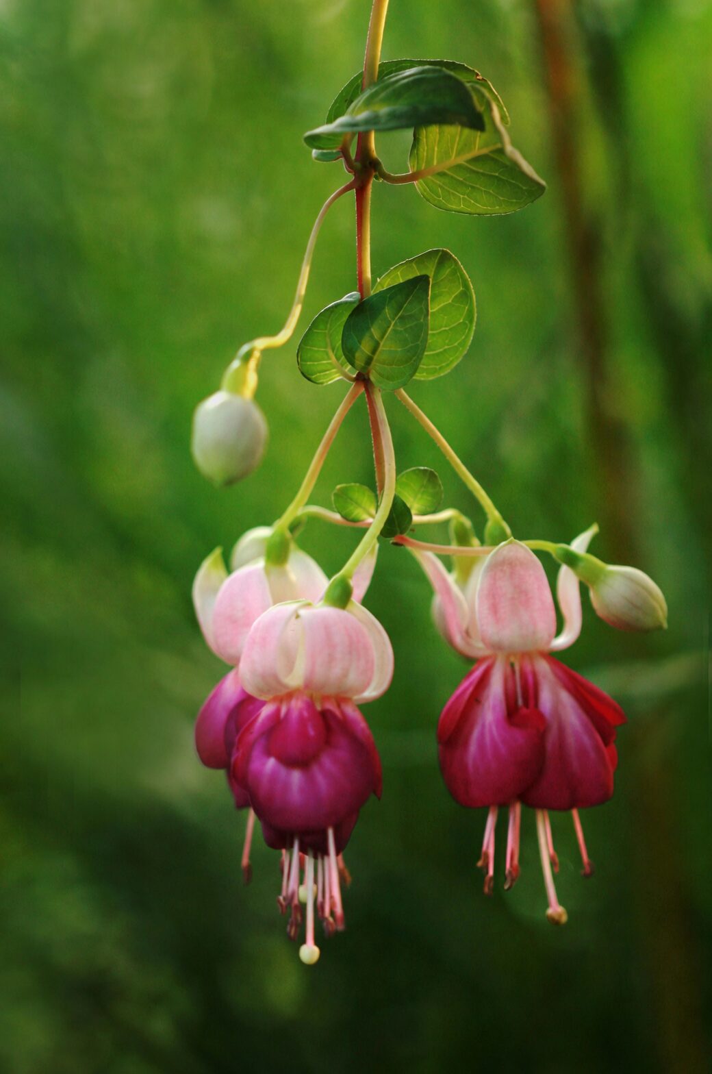 fuchsia single flower close-up