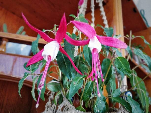 fuchsia double flower close-up