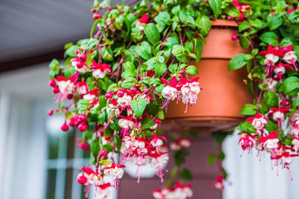 watering fuchsia hanging basket