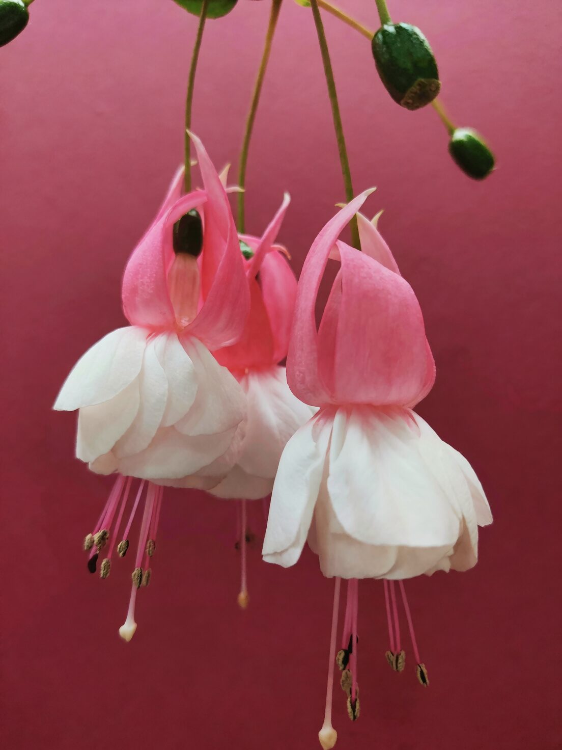The Fruit Bowl Is Sabotaging Your Fuchsia: Ethylene, Explained