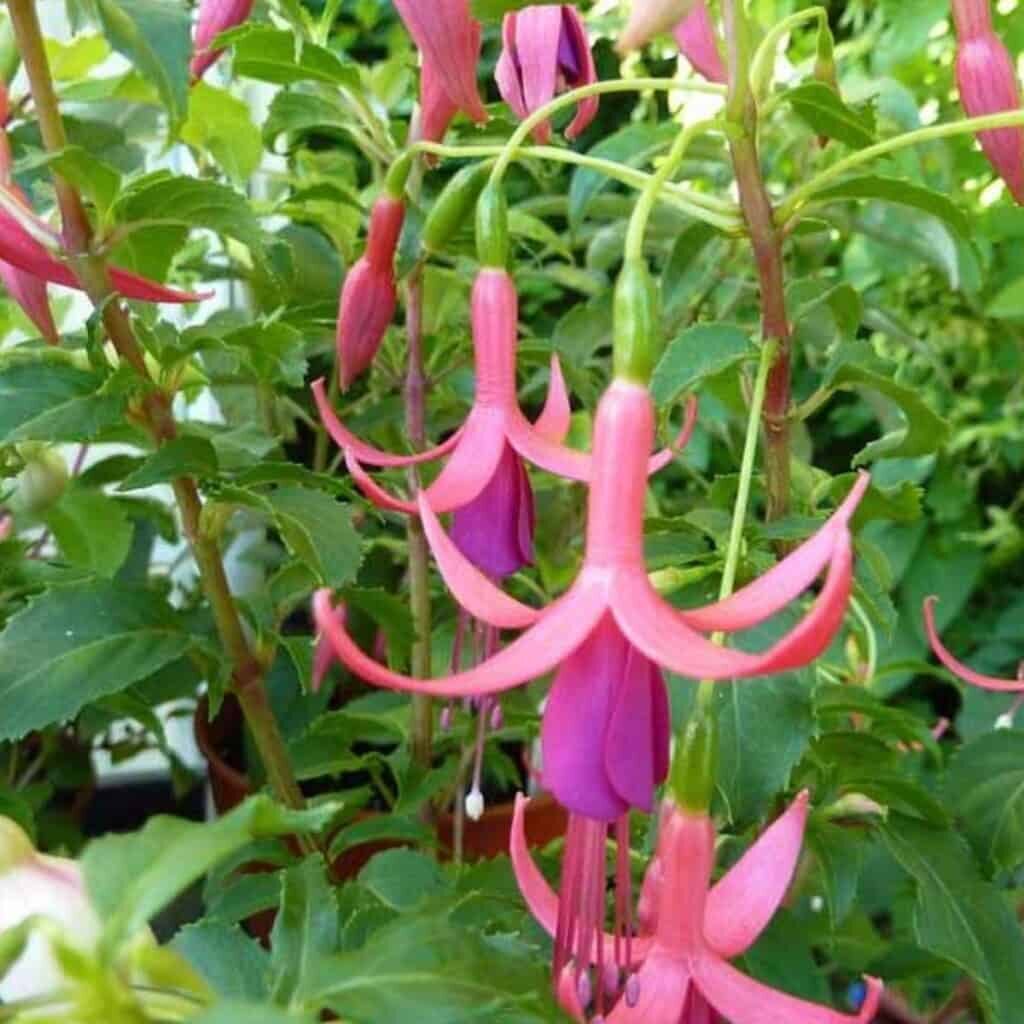 fuchsia hanging blooms close-up