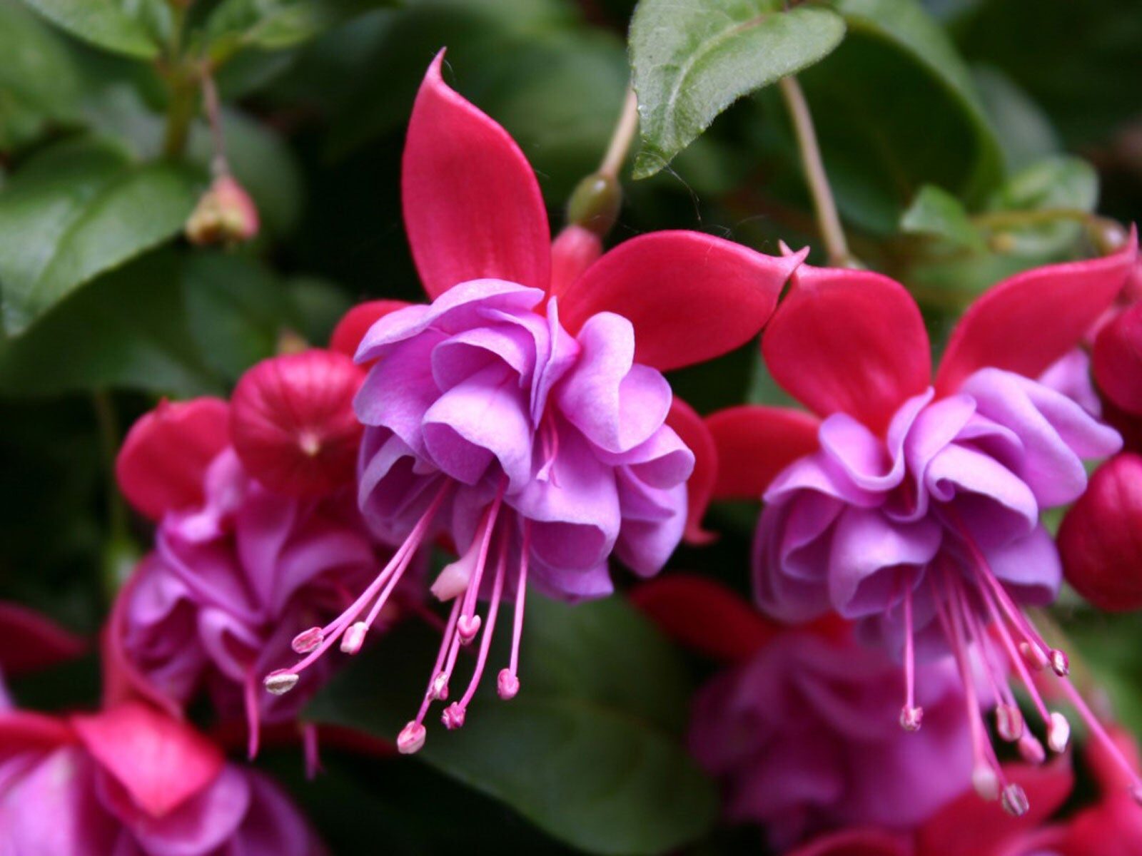 fuchsia by bright window indoor