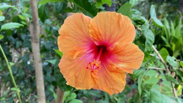 hibiscus pot carried indoors