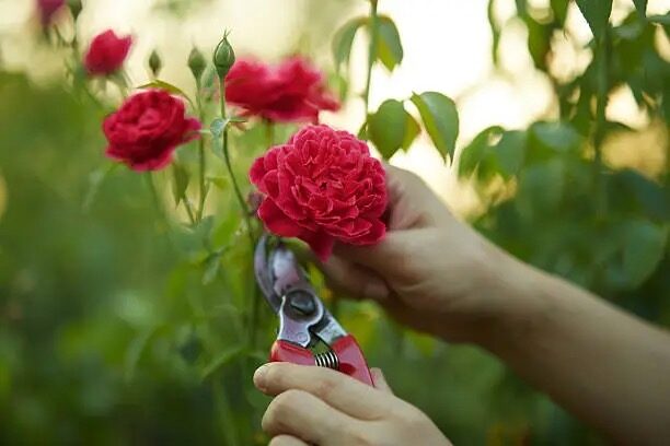 hibiscus pruning with shears