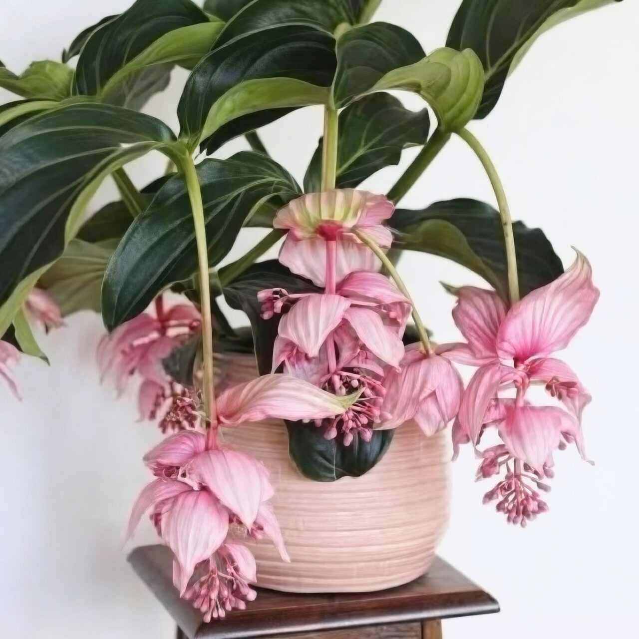 medinilla magnifica sunburned bracts close-up