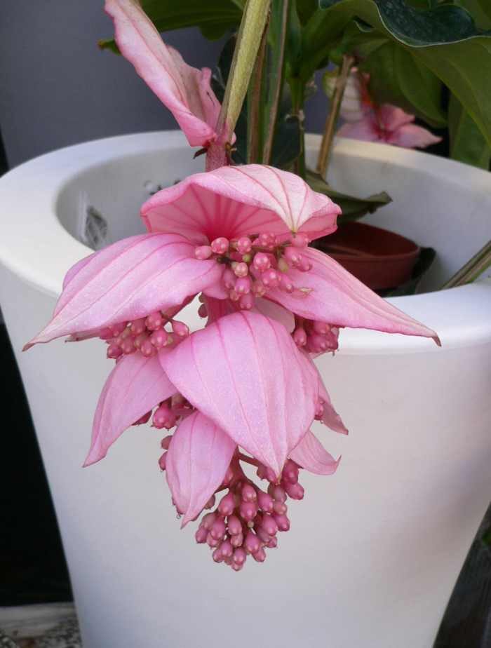 medinilla magnifica bottom watering tray