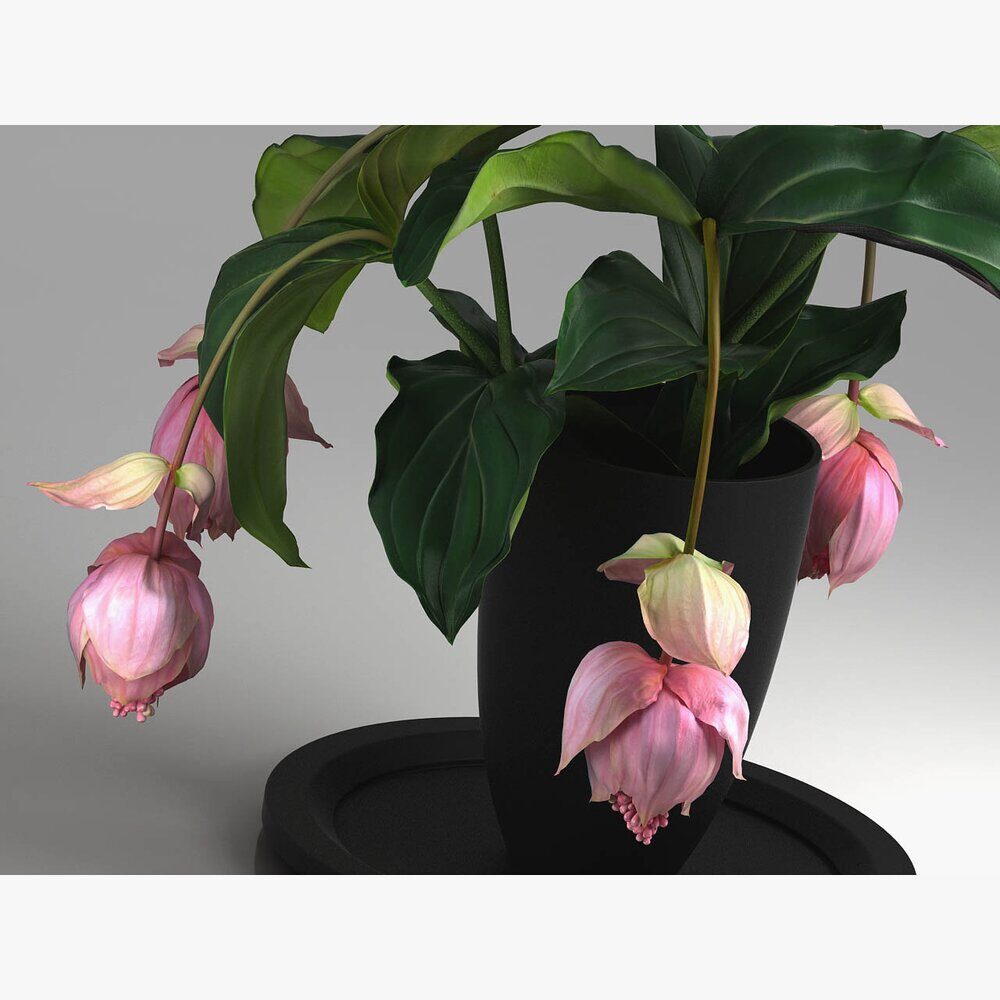 medinilla magnifica on tall planter