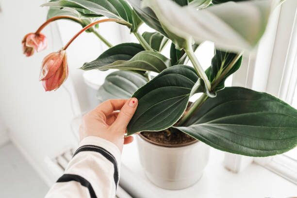 medinilla magnifica leaf misting hand