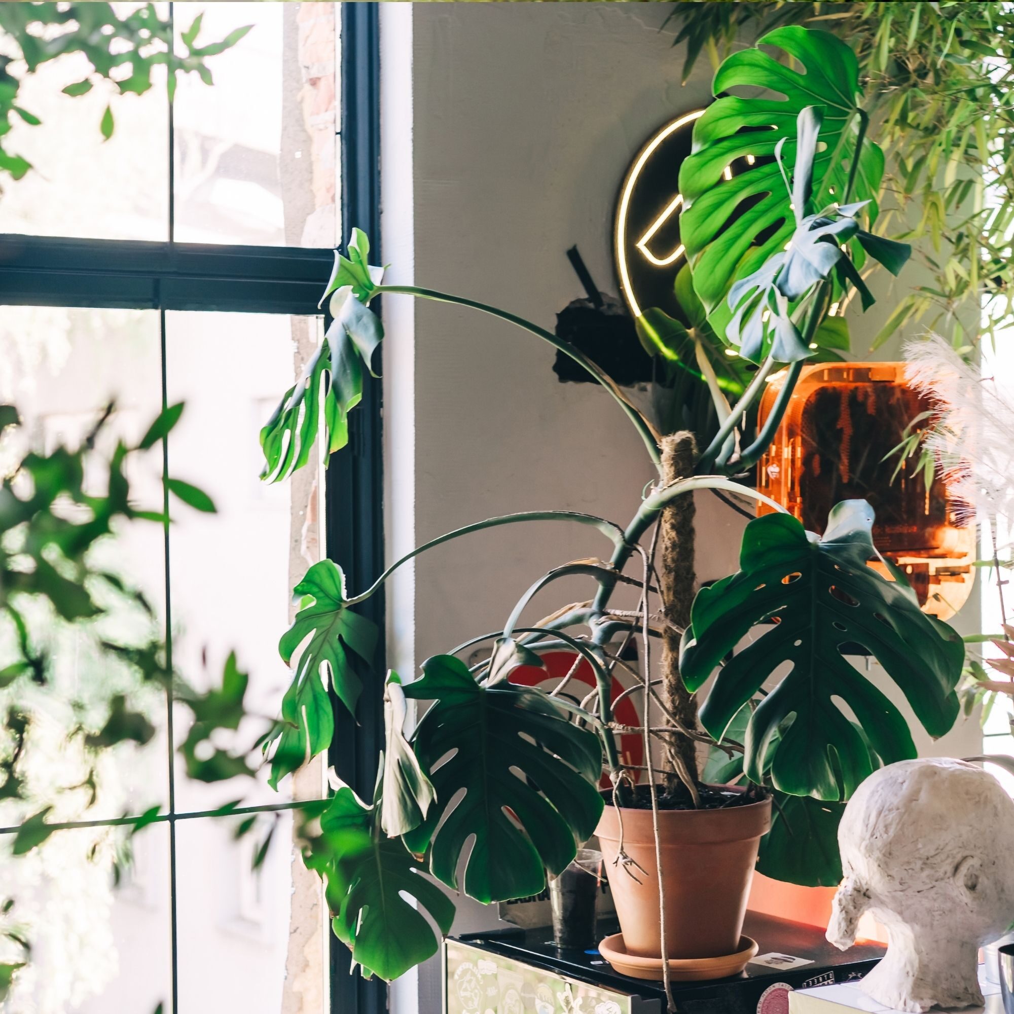 medinilla magnifica plant corner humidifier