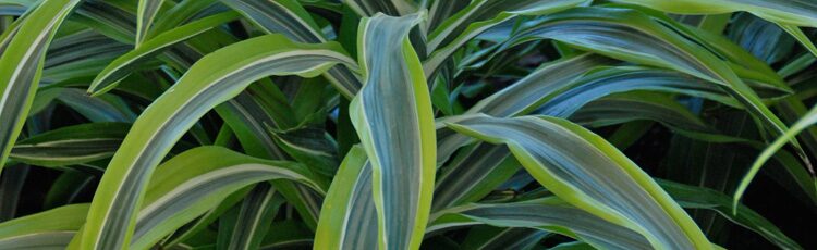 medinilla magnifica air conditioner distance
