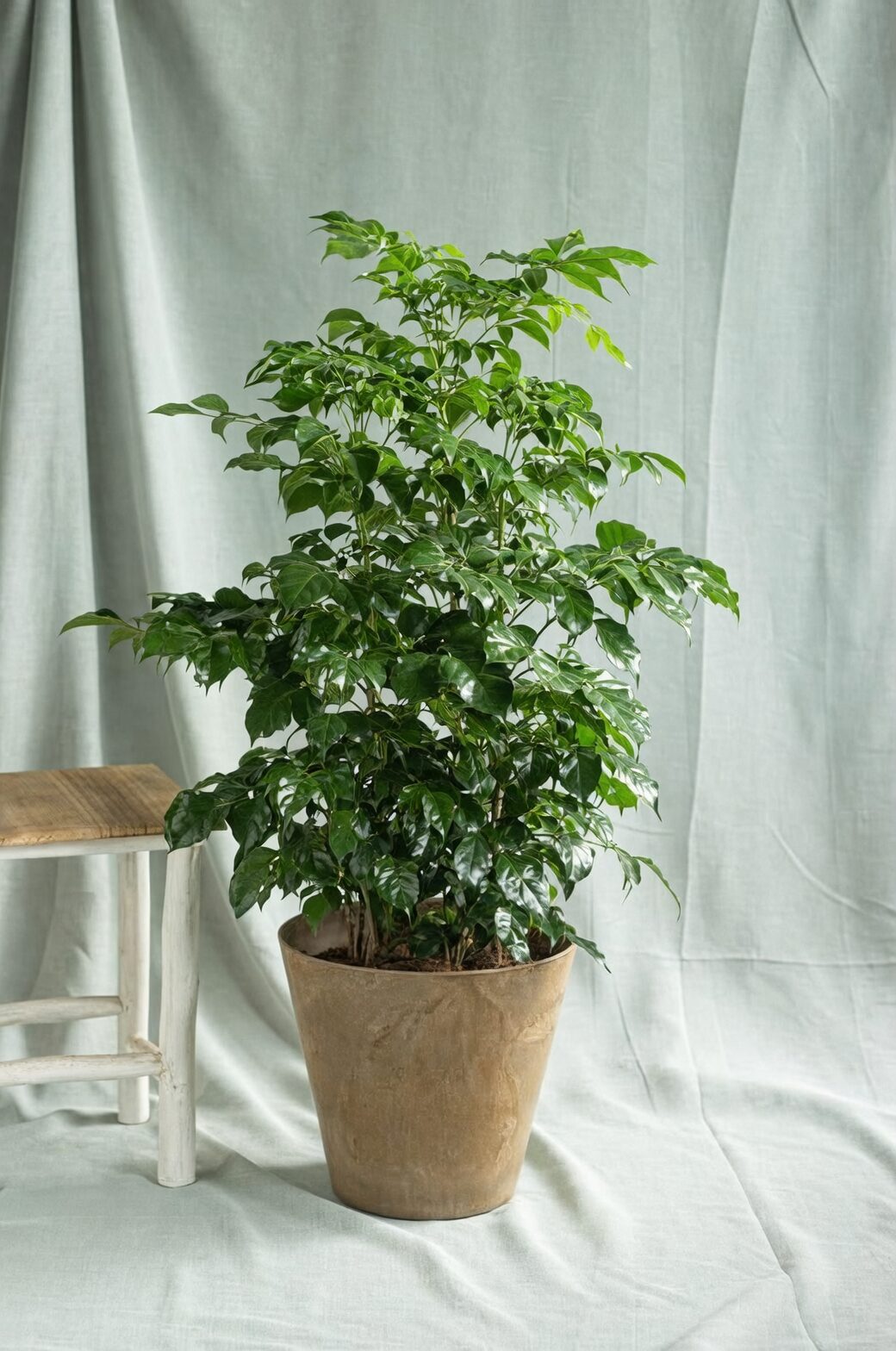 china doll plant living room corner