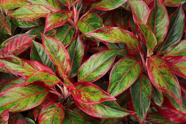 china doll plant leaf cleaning
