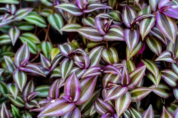 tradescantia zebrina leaf close-up