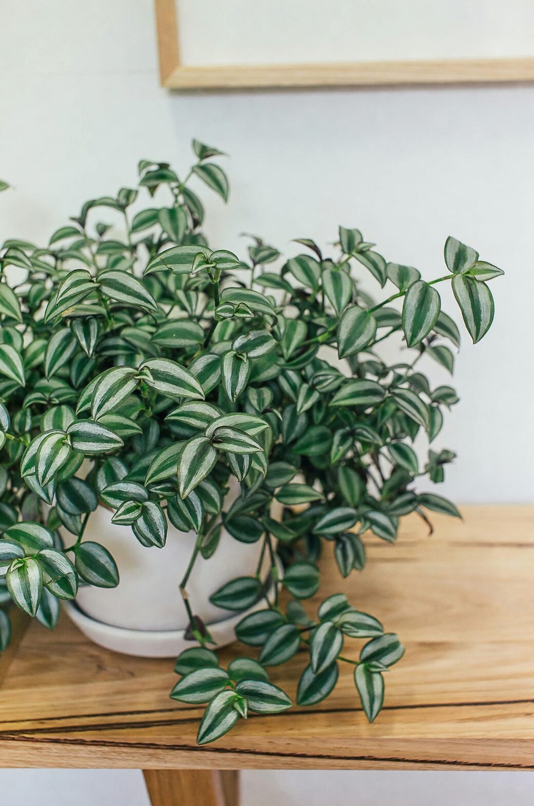 tradescantia zebrina white wall matte pot