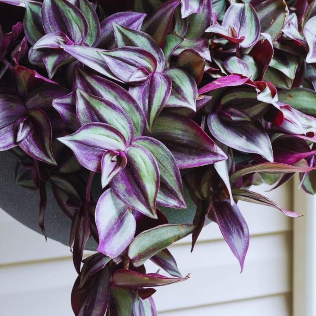 tradescantia zebrina shelf with monstera