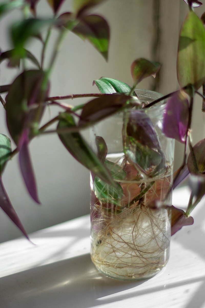 tradescantia zebrina stem cuttings nodes